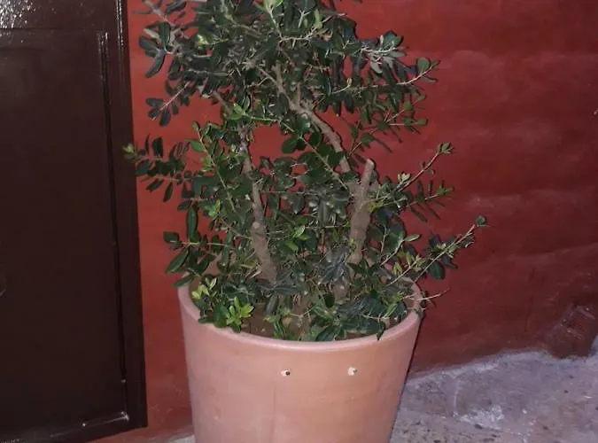 Filioli Apartament *