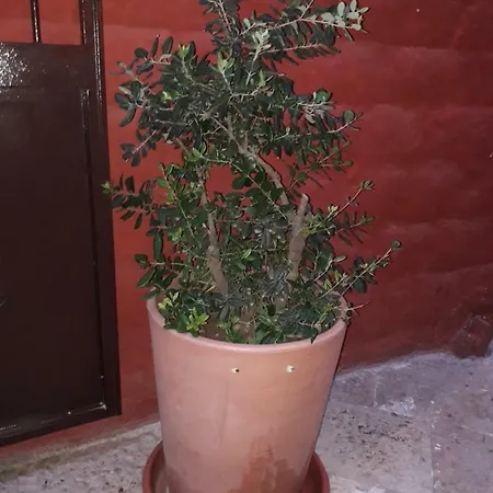 Filioli Apartment *